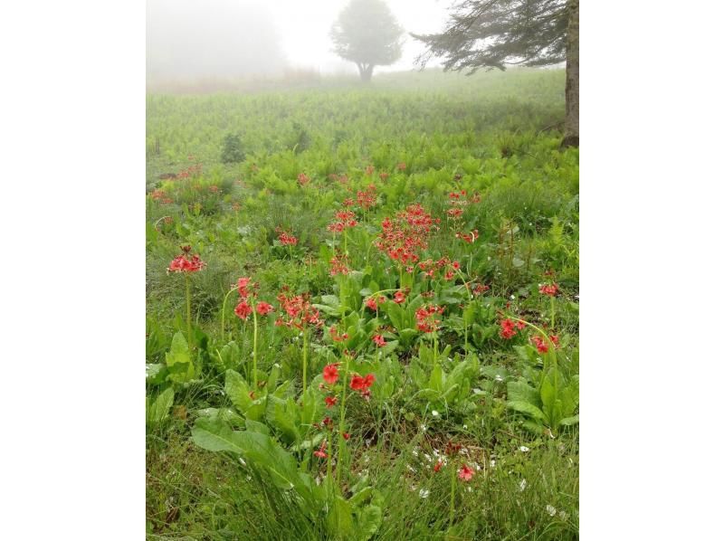 【長野・霧ヶ峰】山小屋ランチ付き♪八島湿原ウォーク～ガイドと歩く霧ヶ峰 4時間の紹介画像