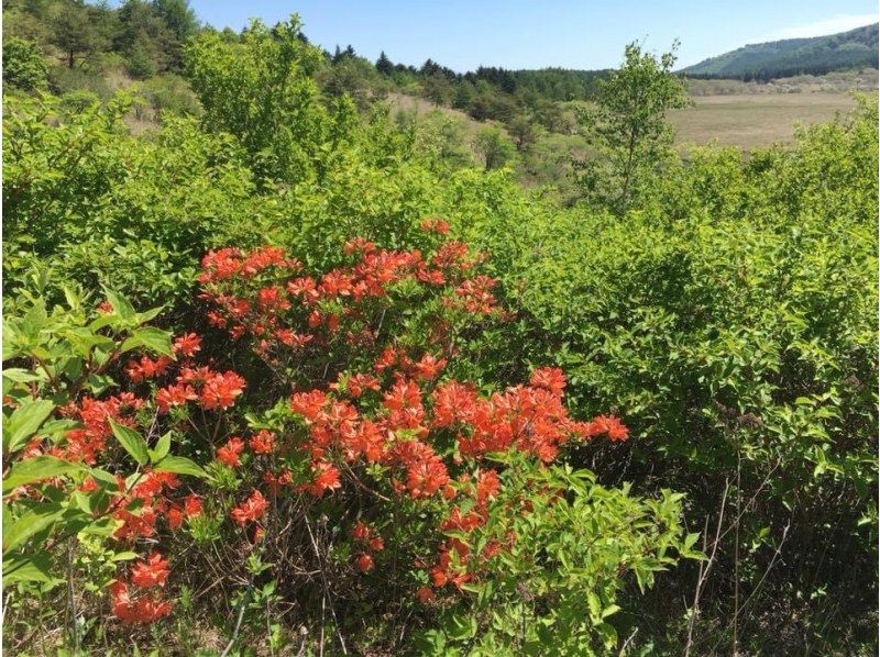 【長野・霧ヶ峰】山小屋ランチ付き♪八島湿原ウォーク～ガイドと歩く霧ヶ峰 4時間の紹介画像