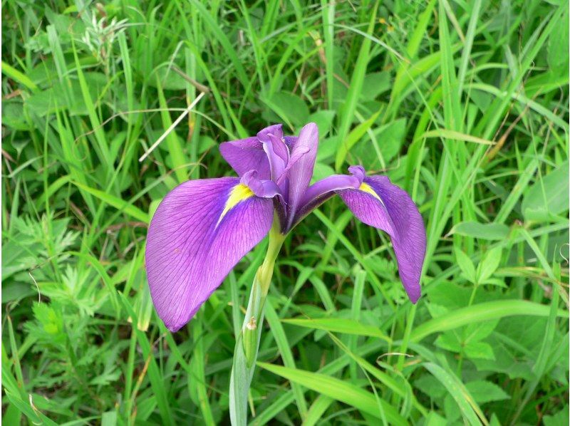【長野・霧ヶ峰】山小屋ランチ付き♪八島湿原ウォーク～ガイドと歩く霧ヶ峰 4時間の紹介画像