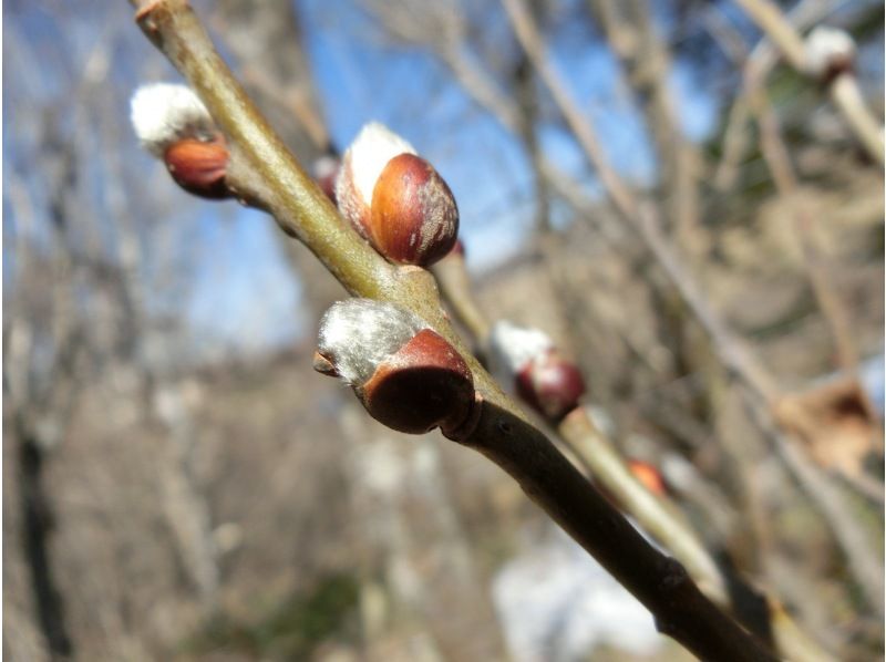 【長野・霧ヶ峰】冬の八島湿原１時間 プライベートガイド～ご希望の日時で おひとり様・ファミリー大歓迎の紹介画像