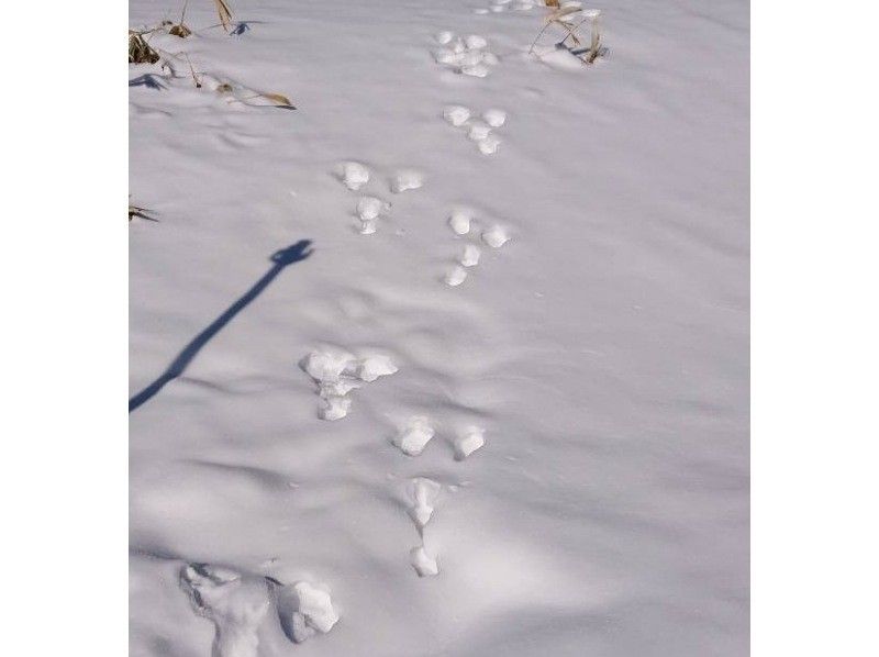 【長野・霧ヶ峰】冬の八島湿原３時間 プライベートガイド～ご希望の日時で おひとり様・ファミリー大歓迎の紹介画像