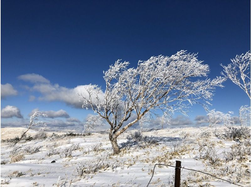 【長野・霧ヶ峰】スノーシュー八島湿原ウォーク（ランチ付き4時間）の紹介画像