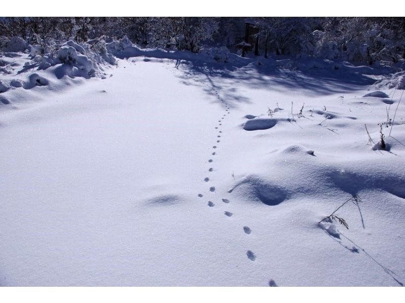 【長野・霧ヶ峰】スノーシュー八島湿原ウォーク（ランチ付き4時間）の紹介画像