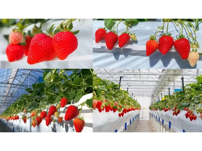 【나가노 &middot; 카루이자와] 겨울 봄 딸기 사냥 ★ 어드밴스 뷔페 코스 ★ 복수 품종 + 하얀 딸기 + 검은 딸기 뷔페 (40 분) 연유 따뜻한 OK!の紹介画像