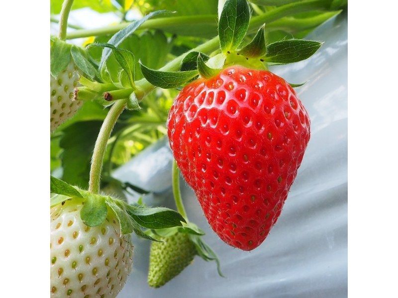 【나가노 &middot; 카루이자와] 겨울 봄 딸기 사냥 ★ 어드밴스 뷔페 코스 ★ 복수 품종 + 하얀 딸기 + 검은 딸기 뷔페 (40 분) 연유 따뜻한 OK!の紹介画像