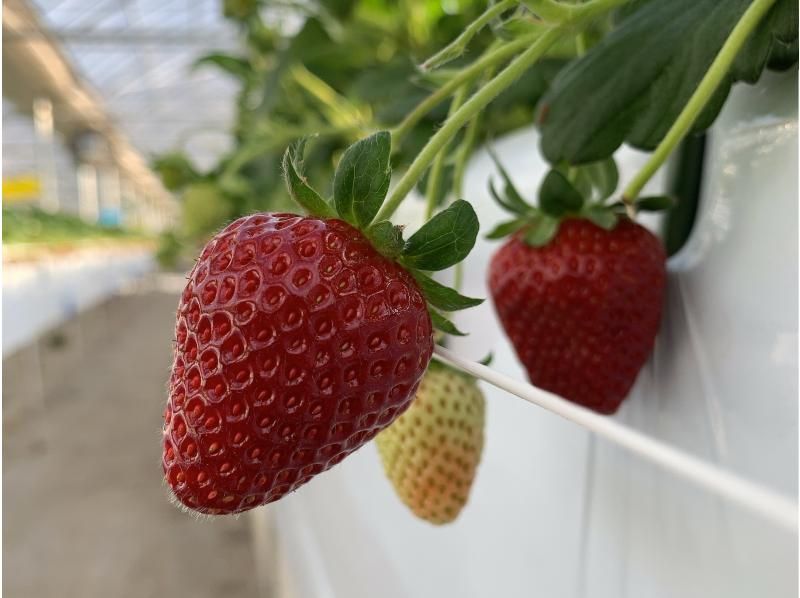 【長野・軽井沢】冬春いちご狩り★アドバンス 食べ放題コース★赤いちご複数品種＋白いちご＋黒いちご 食べ放題（40分）練乳おかわりOK！の紹介画像