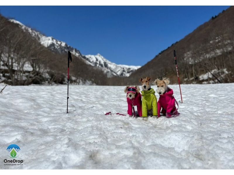 [Gunma, Minakami] Dog Snow Trekking to enjoy Japan's beautiful snow scenery with your dog (half-day tour)の紹介画像