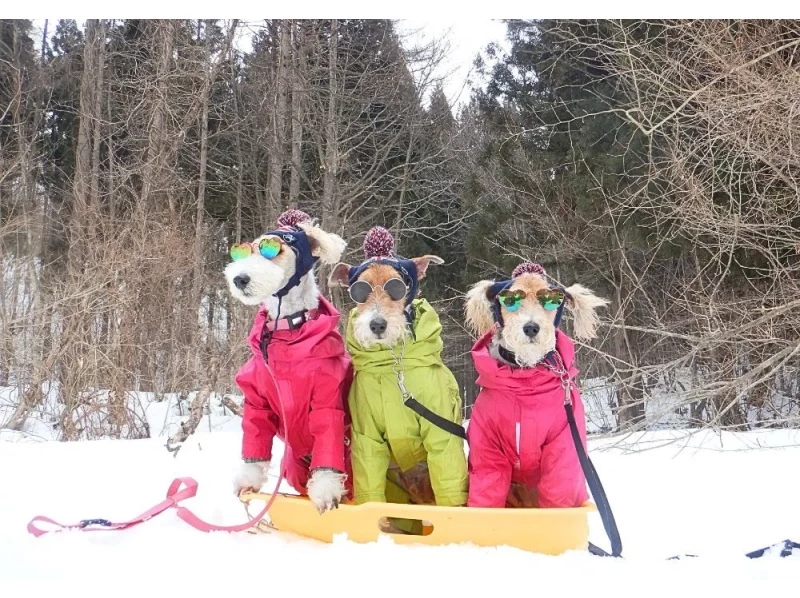 [Gunma, Minakami] Dog Snow Trekking to enjoy Japan's beautiful snow scenery with your dog (half-day tour)の紹介画像