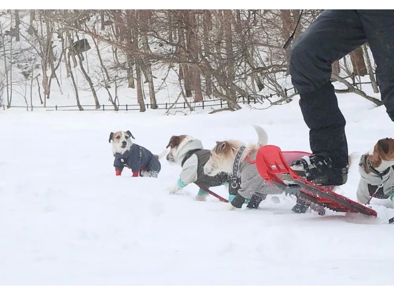 [Gunma, Minakami] Dog Snow Trekking to enjoy Japan's beautiful snow scenery with your dog (half-day tour)の紹介画像