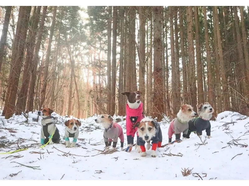 [Gunma, Minakami] Dog Snow Trekking to enjoy Japan's beautiful snow scenery with your dog (half-day tour)の紹介画像