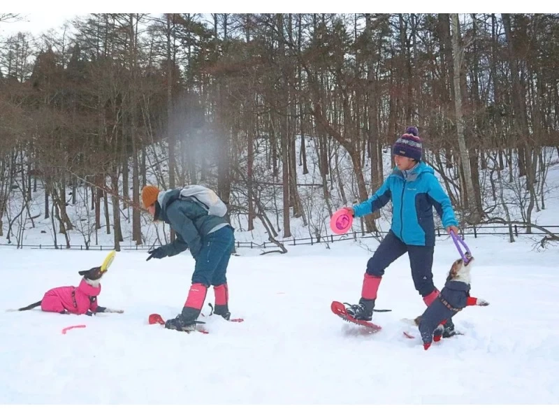 [Gunma, Minakami] Dog Snow Trekking to enjoy Japan's beautiful snow scenery with your dog (half-day tour)の紹介画像