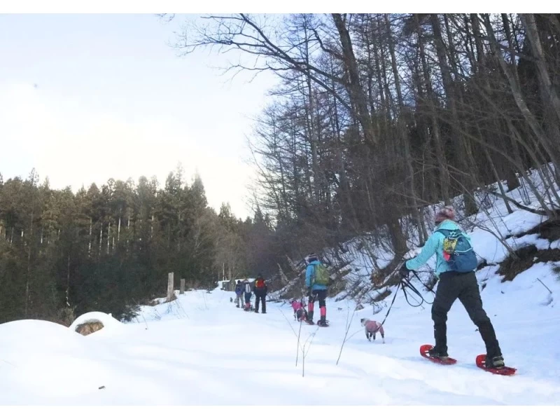 [Gunma, Minakami] Dog Snow Trekking to enjoy Japan's beautiful snow scenery with your dog (half-day tour)の紹介画像