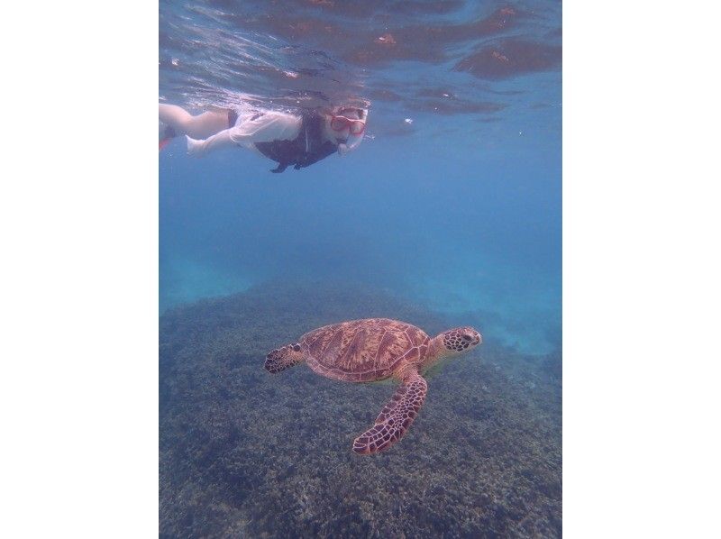 【奄美大島 / 完全送迎 / 1組様限定貸切案内】半日フリーツアーの紹介画像