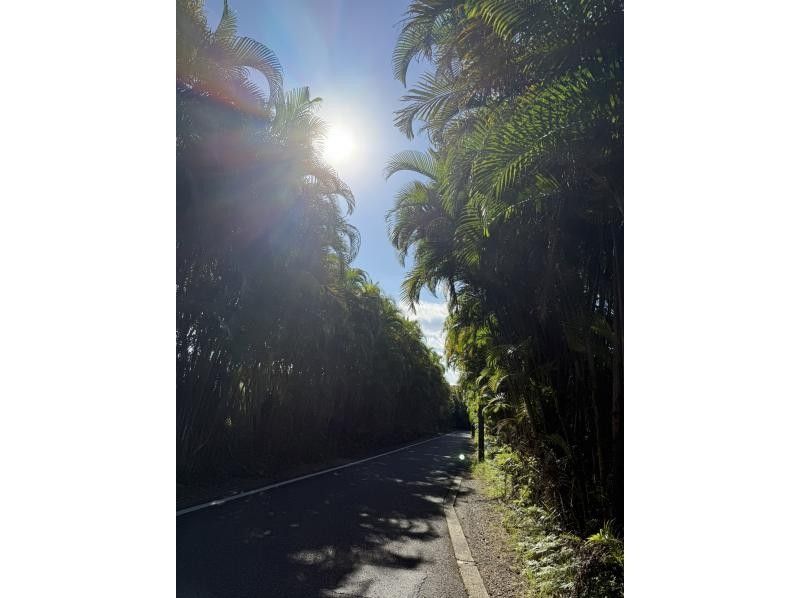 【奄美大島 / 完全送迎 / 1組様限定貸切案内】半日フリーツアーの紹介画像