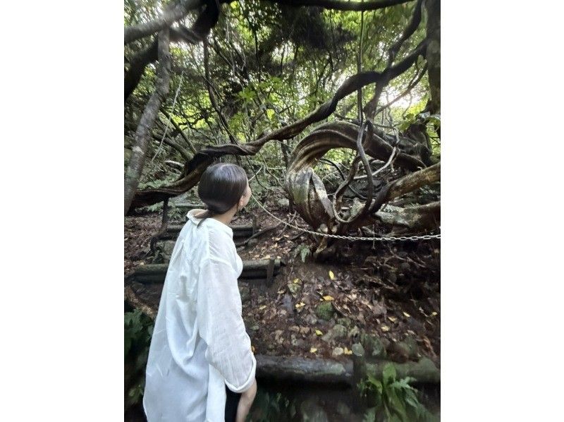 【奄美大島 / 完全送迎 / 1組様限定貸切案内】半日フリーツアーの紹介画像