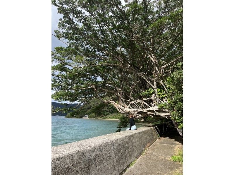 【奄美大島 / 完全送迎 / 1組様限定貸切案内】半日フリーツアーの紹介画像