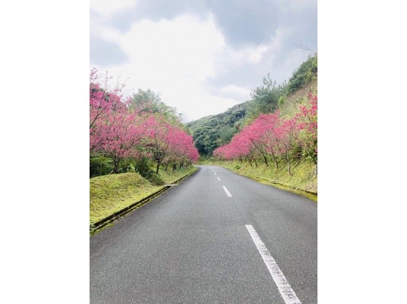 【奄美大島 / 完全送迎 / 1組様限定貸切案内】半日フリーツアーの紹介画像