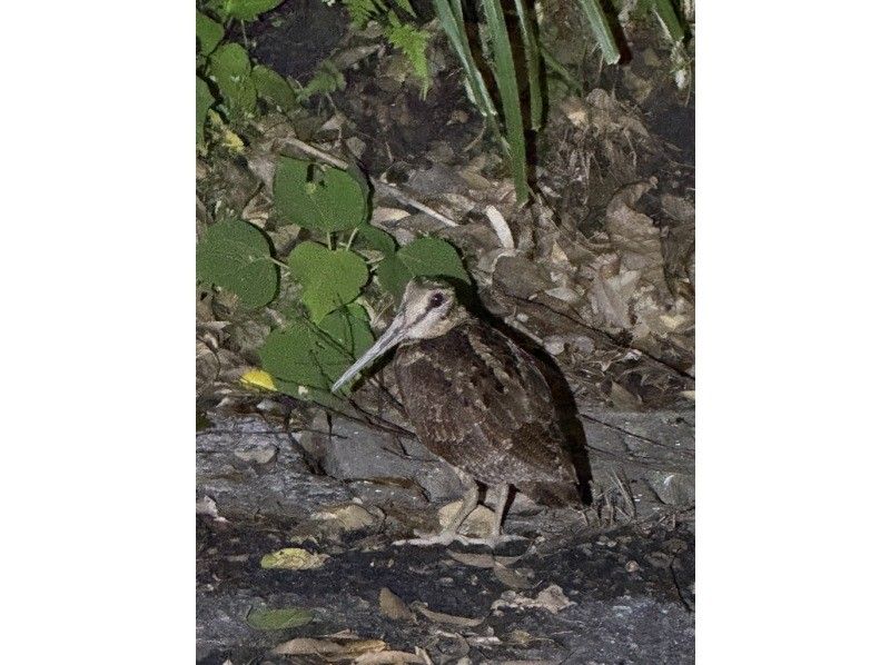 【奄美大島 / 完全送迎 / 1組様限定貸切案内】半日フリーツアーの紹介画像