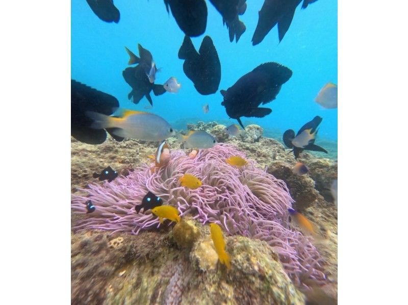 【沖縄・恩納村】沖縄県出身ガイドが案内するシュノーケリングツアー★ツアー中の写真・動画全て無料！餌やり体験付き！の紹介画像