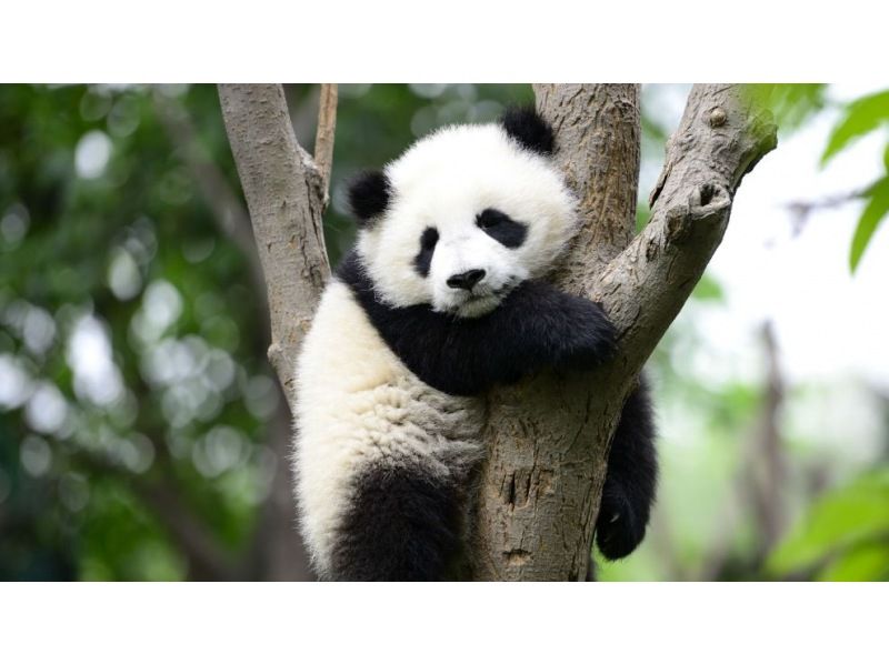 ロバプランの紹介画像