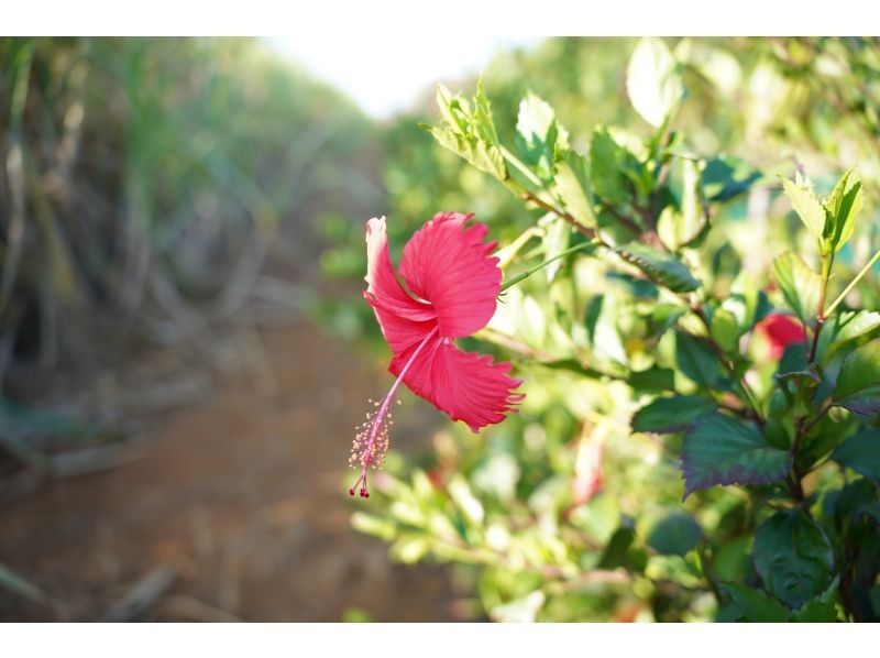 【伊良部島】冬季おすすめ‼︎絶景と秘境を巡るドライブ&フォト撮影ツアー《3時間半コース》の紹介画像