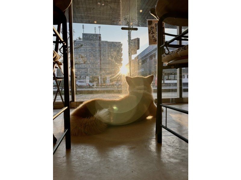 [Akita, Odate] Interact with a fluffy Akita dog! Includes one drink and photo/video shooting (30 minutes)の紹介画像