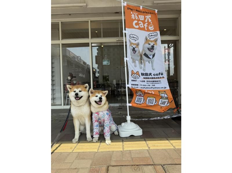 [Akita, Odate] Interact with a fluffy Akita dog! Includes one drink and photo/video shooting (30 minutes)の紹介画像