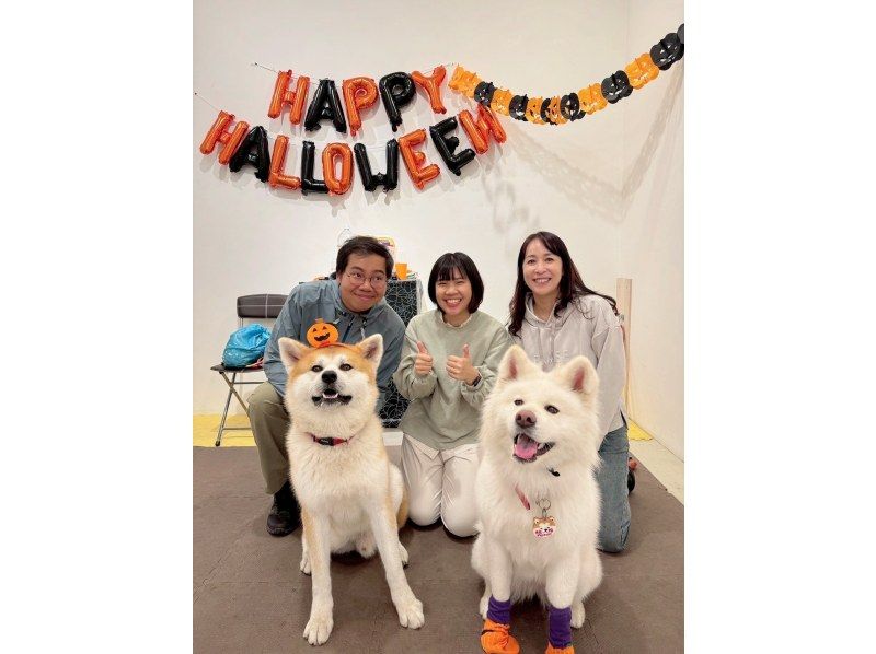 【秋田・大館】モフモフ秋田犬とふれあい！1ドリンク付き・写真/動画撮影OK （30分 ）の紹介画像