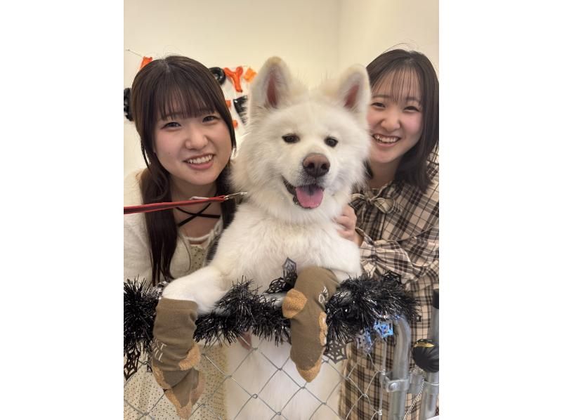 【秋田・大館】モフモフ秋田犬とふれあい！1ドリンク付き・写真/動画撮影OK （30分 ）の紹介画像