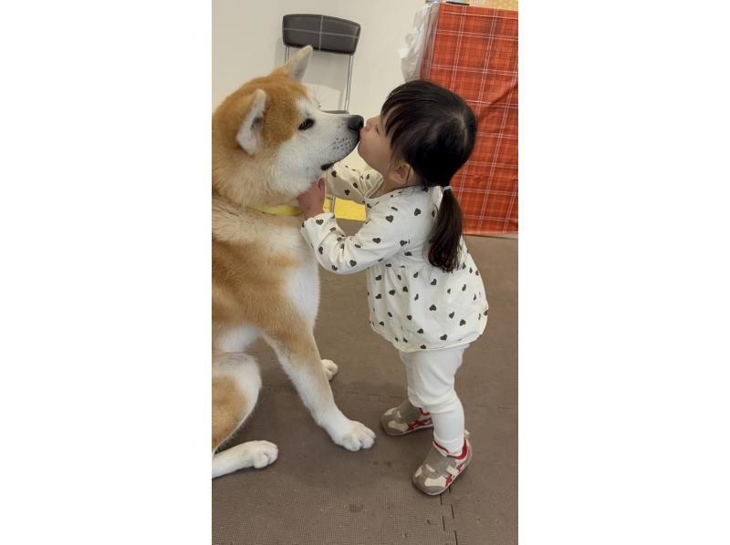 【秋田・大館】モフモフ秋田犬とふれあい！1ドリンク付き・写真/動画撮影OK （30分 ）の紹介画像
