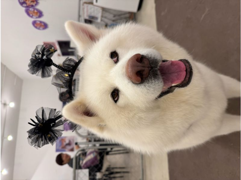 【秋田・大館】モフモフ秋田犬とふれあい！1ドリンク付き・写真/動画撮影OK （30分 ）の紹介画像