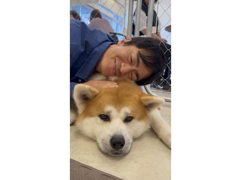 【秋田・大館】モフモフ秋田犬とふれあい！1ドリンク付き・写真/動画撮影OK （30分 ）の紹介画像