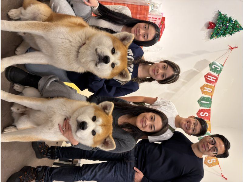 【秋田・大館】モフモフ秋田犬とふれあい！1ドリンク付き・写真/動画撮影OK （30分 ）の紹介画像