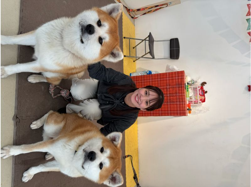 【秋田・大館】モフモフ秋田犬とふれあい！1ドリンク付き・写真/動画撮影OK （30分 ）の紹介画像