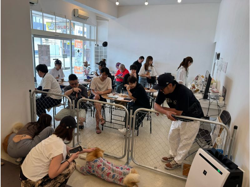 【秋田・大館】モフモフ秋田犬とふれあい！1ドリンク付き・写真/動画撮影OK （30分 ）の紹介画像