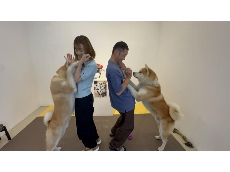 【秋田・大館】モフモフ秋田犬とふれあい！1ドリンク付き・写真/動画撮影OK （30分 ）の紹介画像