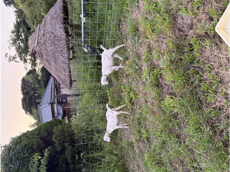【千葉・南房総】食材は持ち込みOK！3万坪の里山オアシス南房総でBBQ場貸出しプランの紹介画像