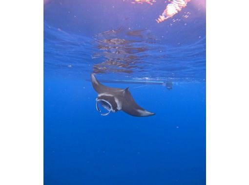 【沖縄・石垣島】半日◆水面マンタシュノーケル!冬季限定(12月~3月末)GoPro無料レンタル・器材無料レンタル・送迎無料 【沖縄・石垣島】半日◆水面マンタシュノーケル!冬季限定(12月~3月末)GoPro無料レンタル・器材無料レンタル・送迎無料