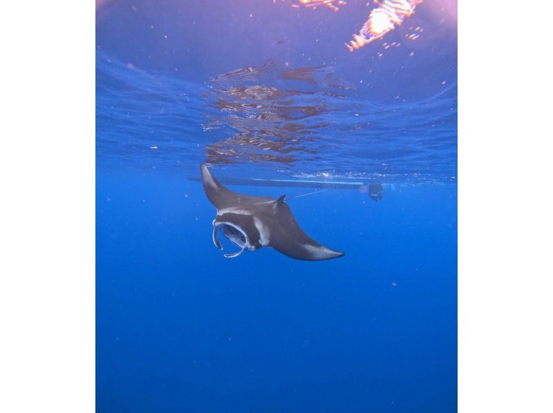 【沖縄・石垣島】半日◆水面マンタシュノーケル！冬季限定（12月～3月末）GoPro無料レンタル・器材無料レンタル・送迎無料の紹介画像