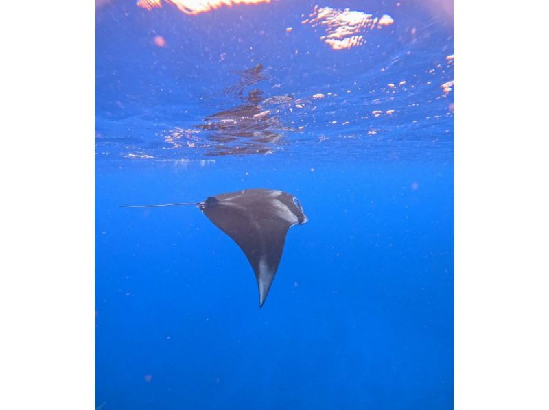 【沖縄・石垣島】半日◆水面マンタシュノーケル！冬季限定（12月～3月末）GoPro無料レンタル・器材無料レンタル・送迎無料の紹介画像