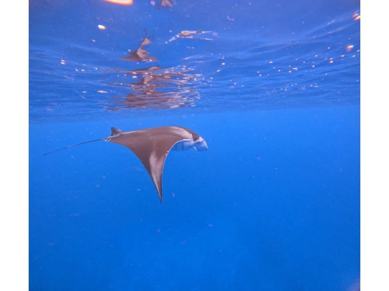 【沖縄・石垣島】半日◆水面マンタシュノーケル！冬季限定（12月～3月末）GoPro無料レンタル・器材無料レンタル・送迎無料の紹介画像