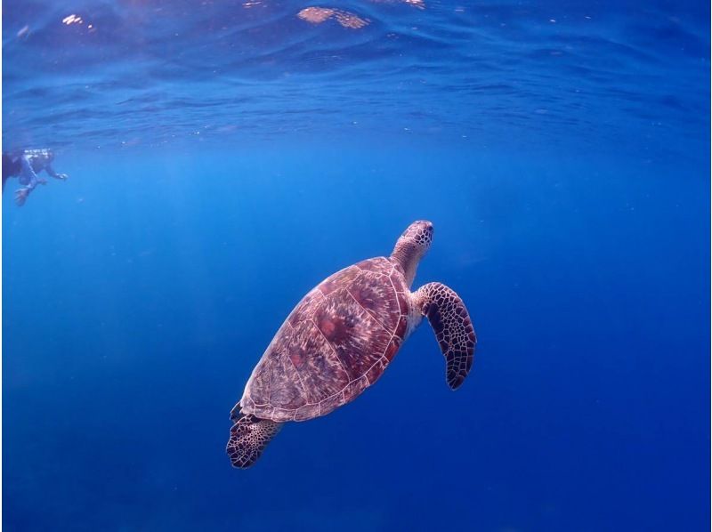 【沖縄・石垣島】半日◆水面マンタシュノーケル！冬季限定（12月～3月末）GoPro無料レンタル・器材無料レンタル・送迎無料の紹介画像