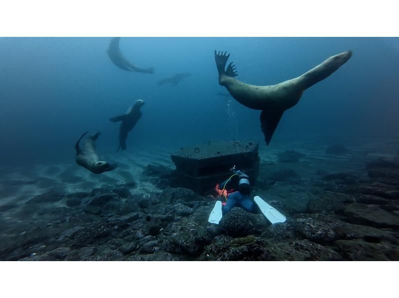 ≪真冬の冬季ダイビング！≫【北海道・積丹-余市】札幌発(無料送迎)or現地集合！全器材レンタルで2ボートファンダイビングで楽しもう！の紹介画像