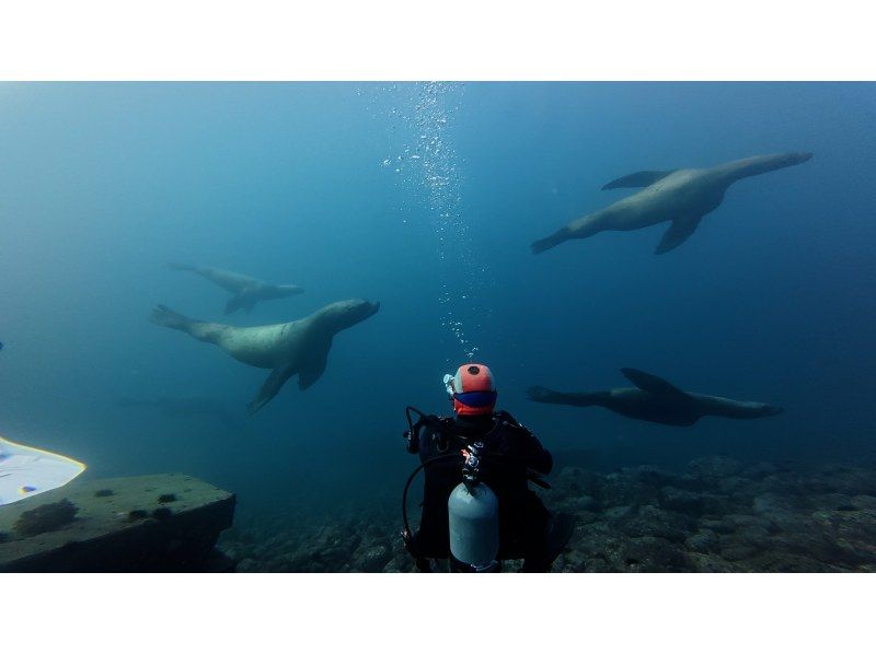 ≪真冬の冬季ダイビング！≫【北海道・積丹-余市】札幌発(無料送迎)or現地集合！全器材レンタルで2ボートファンダイビングで楽しもう！の紹介画像