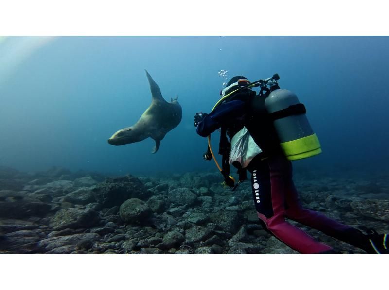≪真冬の冬季ダイビング！≫【北海道・積丹-余市】札幌発(無料送迎)or現地集合！全器材レンタルで2ボートファンダイビングで楽しもう！の紹介画像