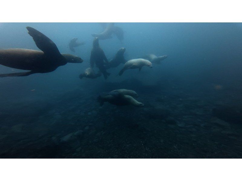 ≪冬季FUNダイビング！≫【北海道・積丹-余市】札幌発(無料送迎)or現地集合！MY器材で真冬の2ボートファンダイビングで楽しもう！の紹介画像