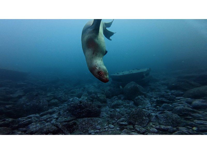 ≪冬季FUNダイビング！≫【北海道・積丹-余市】札幌発(無料送迎)or現地集合！MY器材で真冬の2ボートファンダイビングで楽しもう！の紹介画像