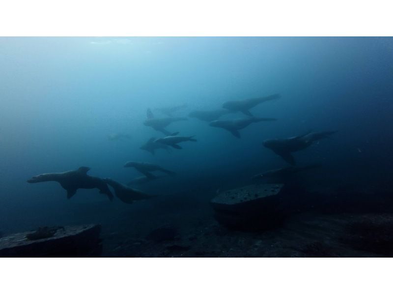 ≪冬季FUNダイビング！≫【北海道・積丹-余市】札幌発(無料送迎)or現地集合！MY器材で真冬の2ボートファンダイビングで楽しもう！の紹介画像