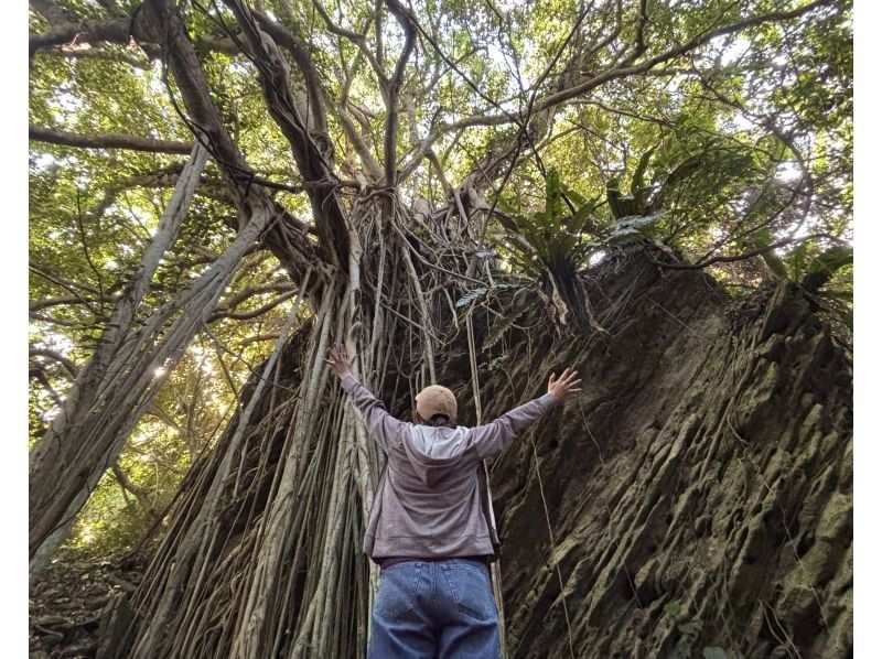 【秘境探検】旧下阿嘉集落＆神秘の滝トレッキング《ガイド同行》の紹介画像