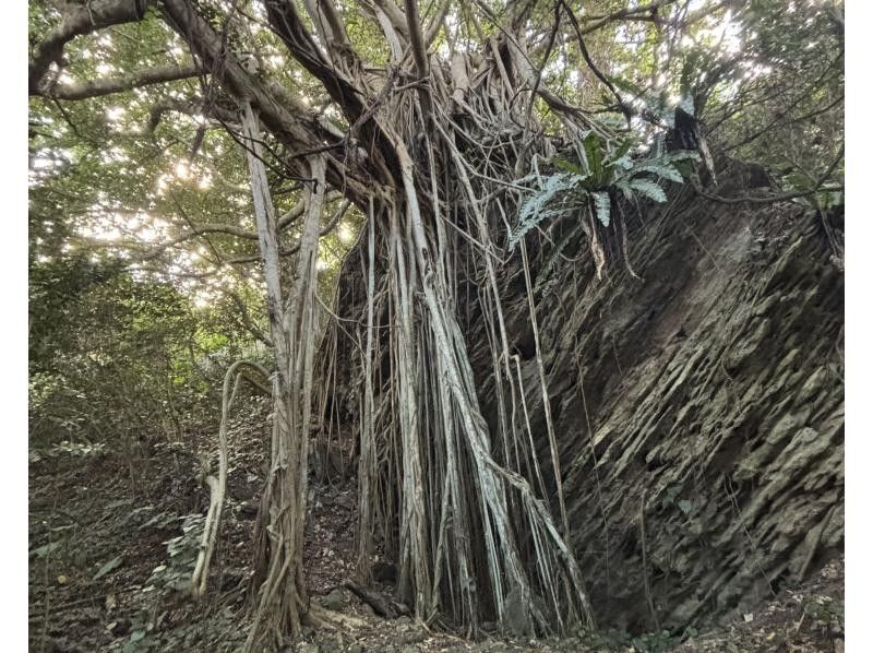 【秘境探検】旧下阿嘉集落＆神秘の滝トレッキング《ガイド同行》の紹介画像